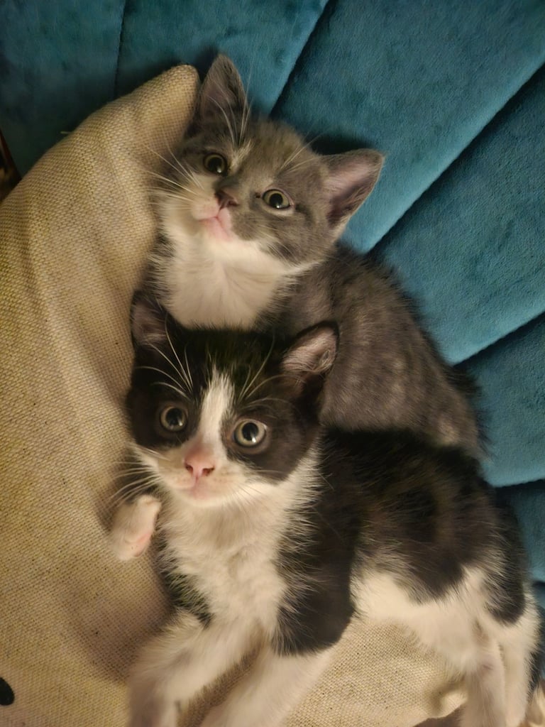 Beautiful British Short haired mixed breed kittens 