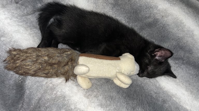 8 week old girl and boy kitten 🐈‍⬛ 