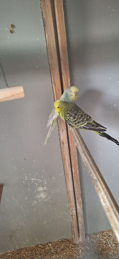 Hand Tame Budgies 