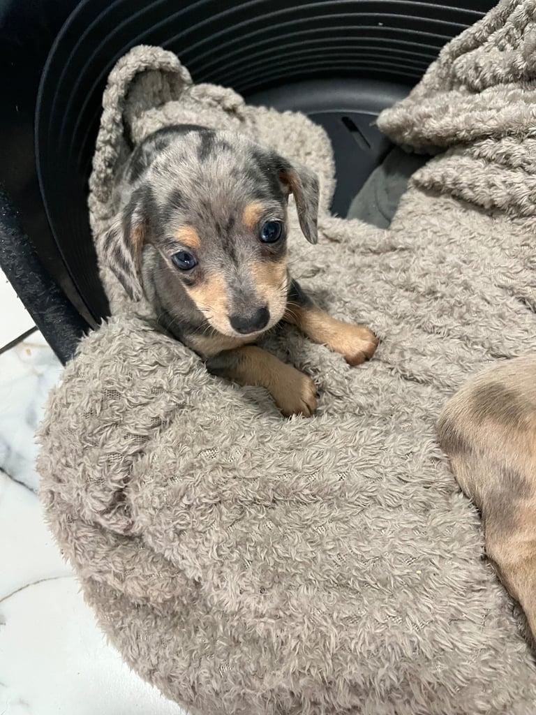Miniature dachshund puppies ready