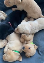 Stunning KC registered Labradors 5 weeks old ready to go in 3 weeks