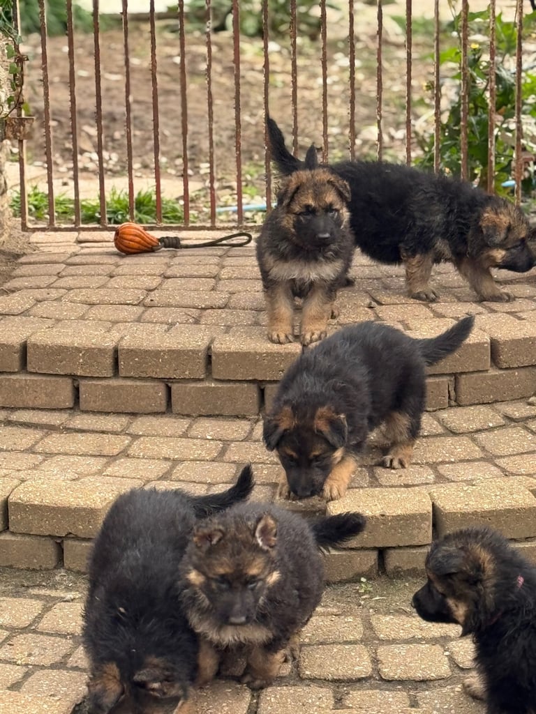 4 x bitches ready 1 week! 21/10/25 gsd pups German shepherd puppies! Lovely temperments! 