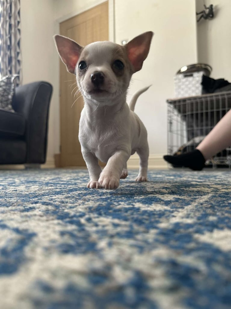 Chihuahua x