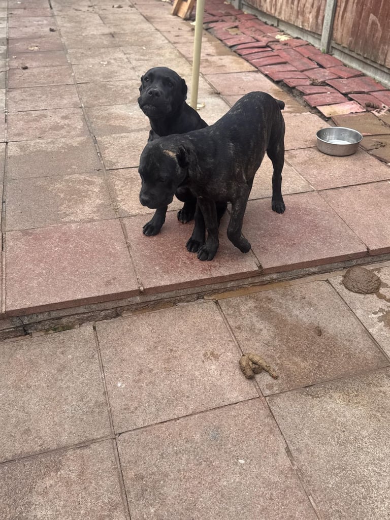 Cane corso puppies 