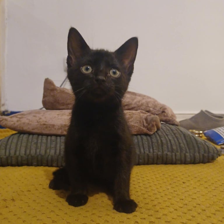 9 week old kittens, boy and girl, for sale