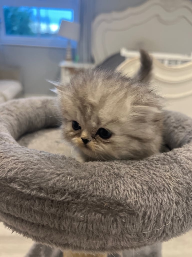 Gorgeous litter of 6 PKD Negative Persian kittens
