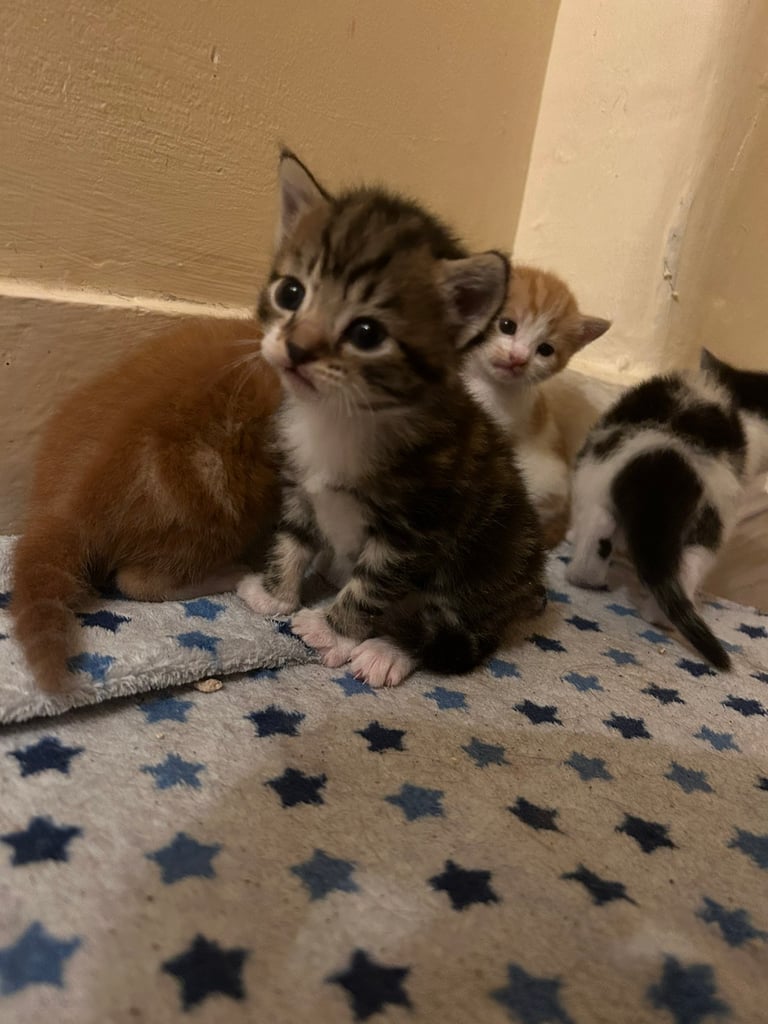 4 cute playful kittens 