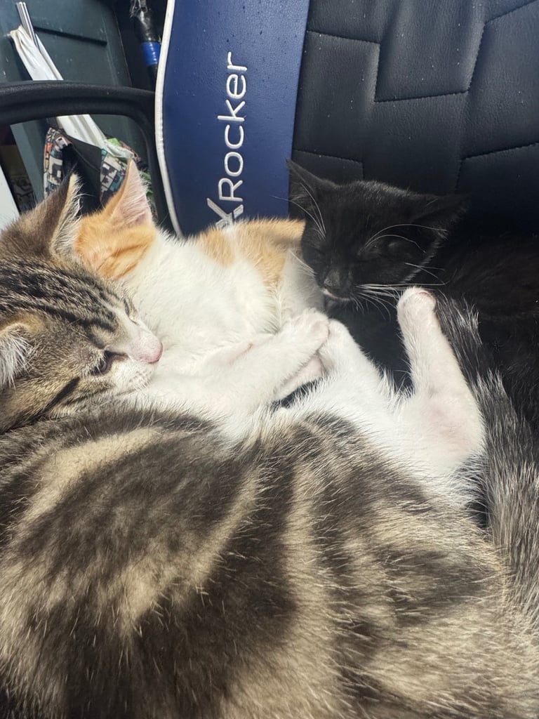 3 beautiful kittens looking for their forever homes
