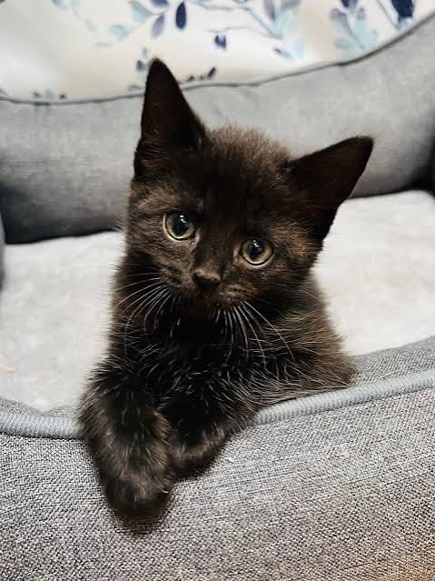 Beautiful male kitten for sale