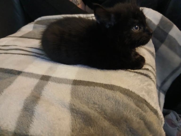 image for Female 8 week old kitten 