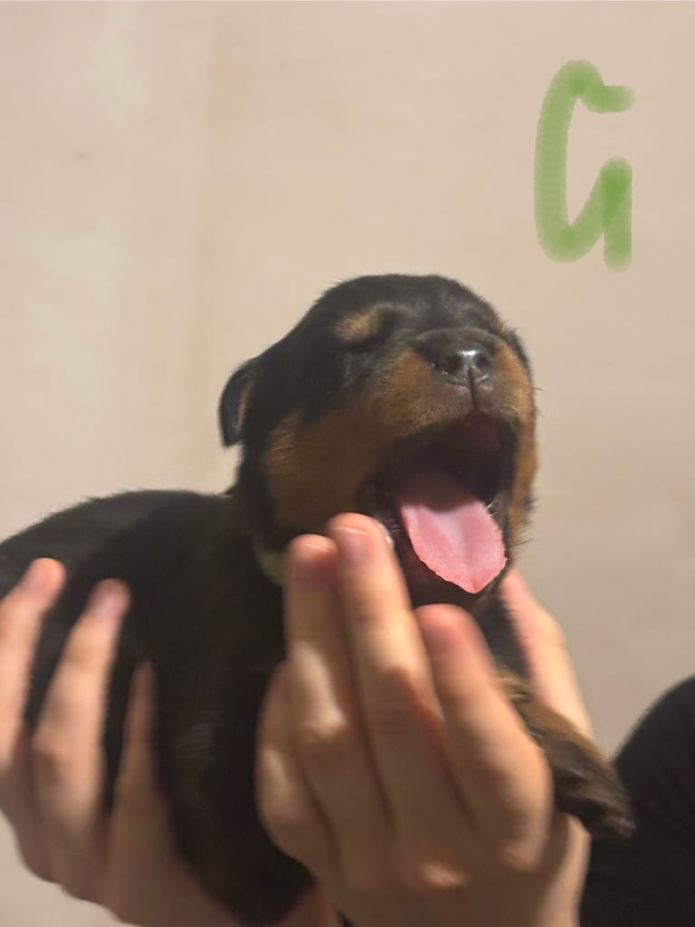Rottweiler puppies