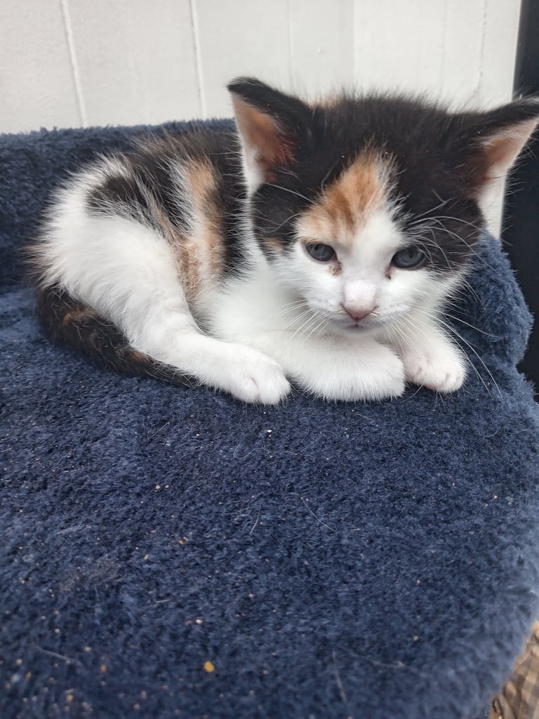 Kittens