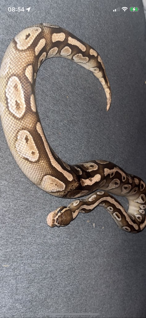 Banana ball python 