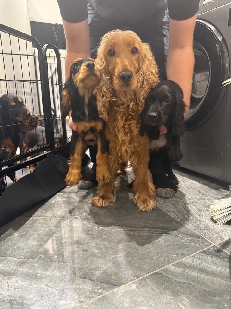 **3 Black female Cocker spaniel puppies** 
