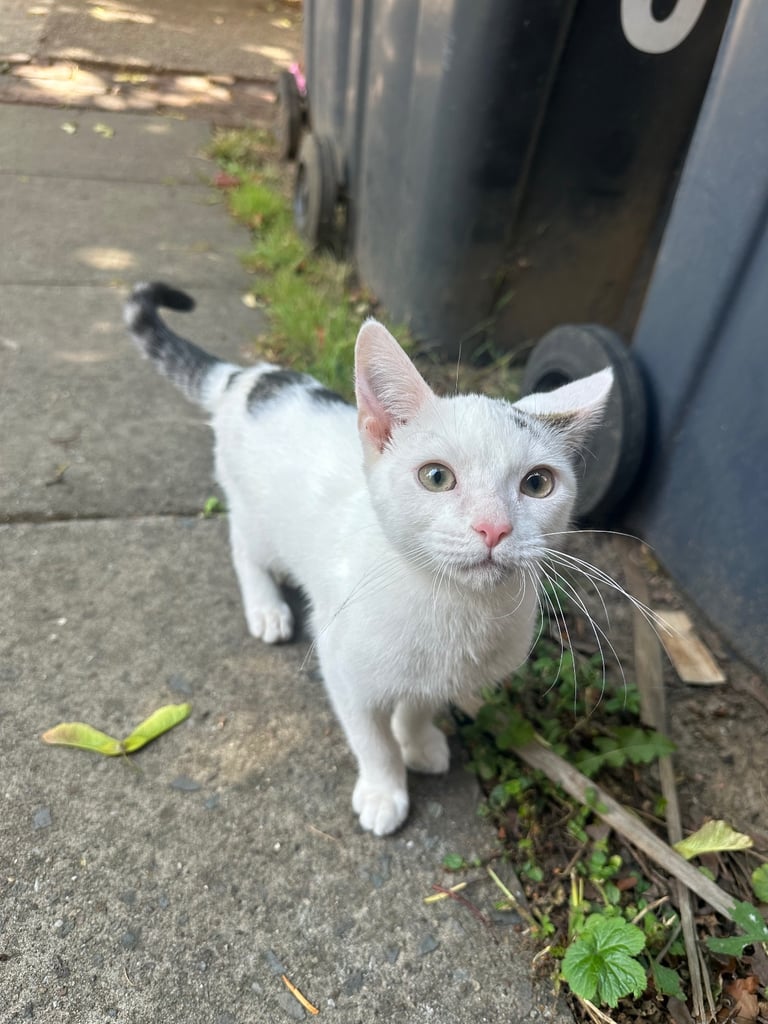 Beautiful black and white cat 
