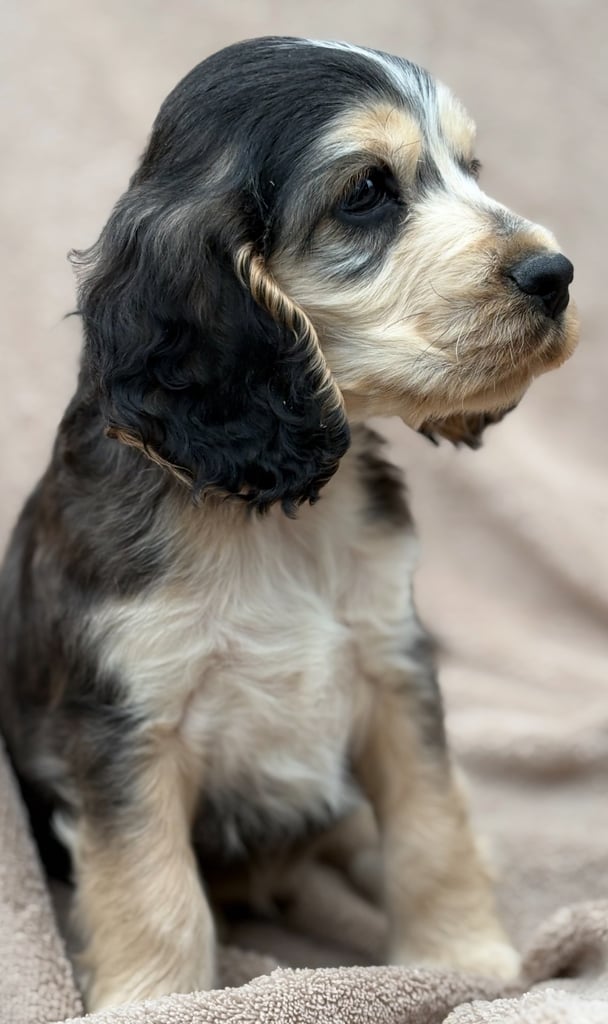 Show cocker spaniels