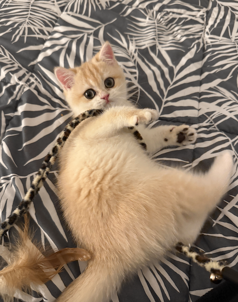 Tica registered pedigree Golden British Shorthair Kitten