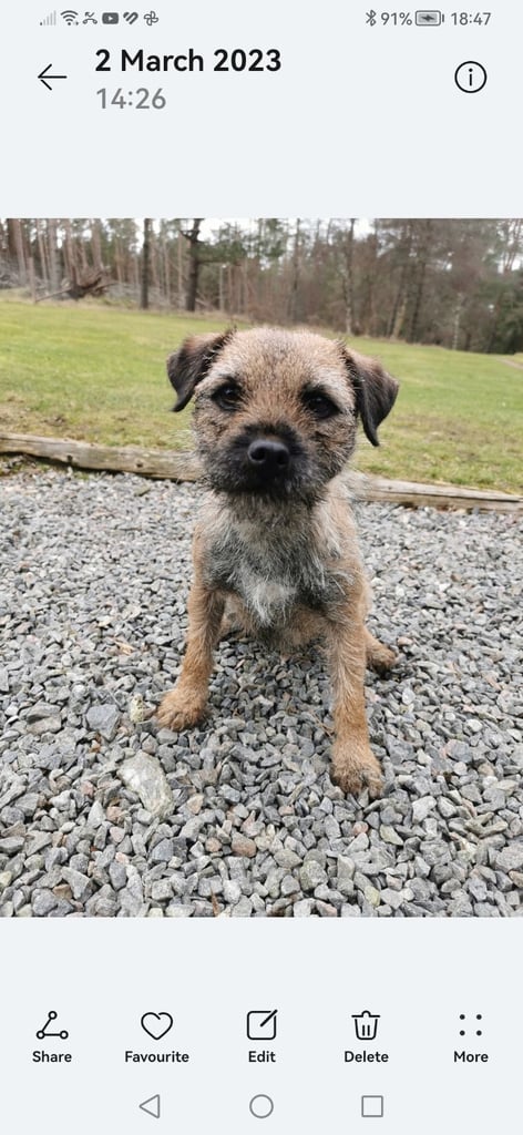 Terriers in Scotland Pets Gumtree