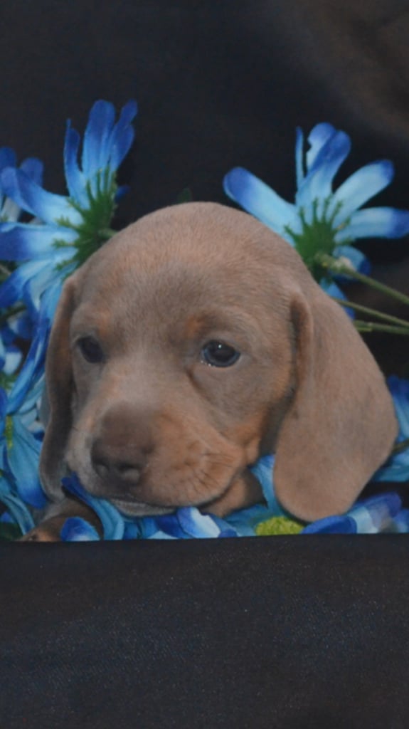 KC registered puppies Dachshund for sale