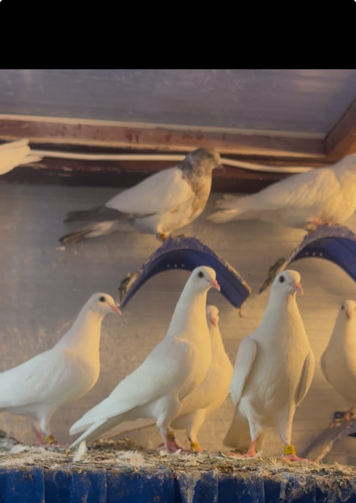Low flyer Malwai Pigeons for sale 