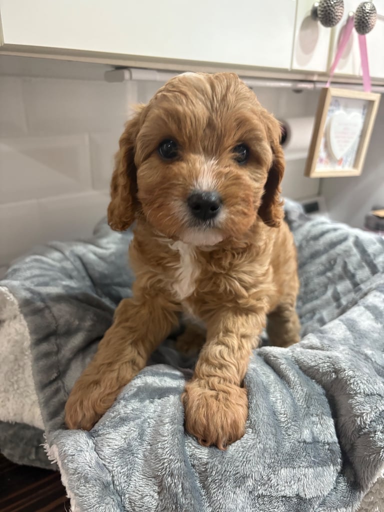 Cavapoo puppy’s 