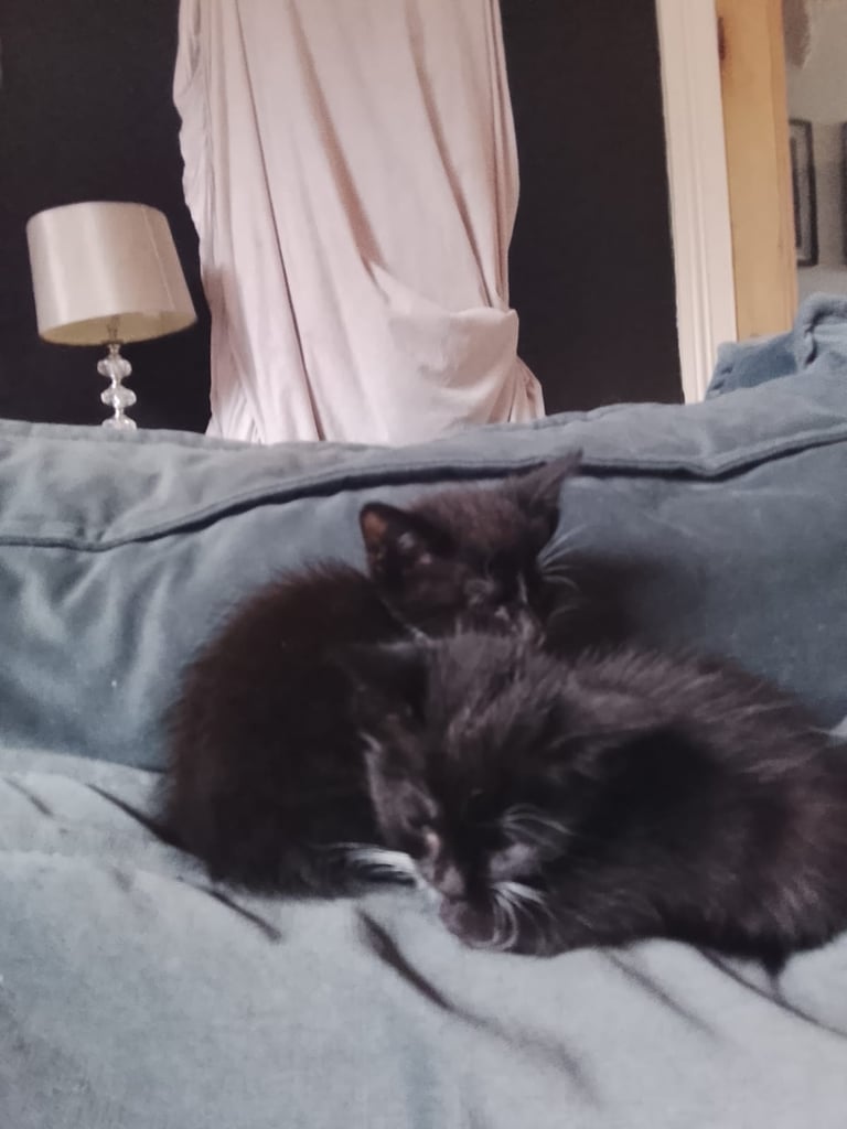 2 adorable tuxedo female kittens