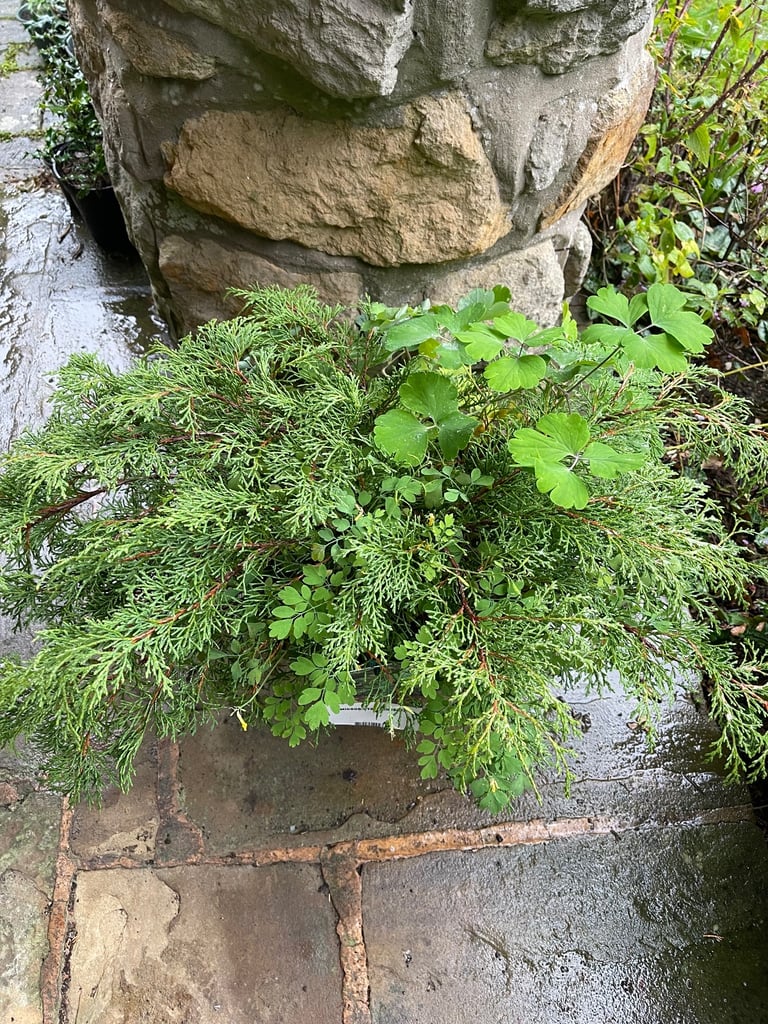 Green planter with a spreading Conifer and Yellow Corydalis (Collect Chichester)