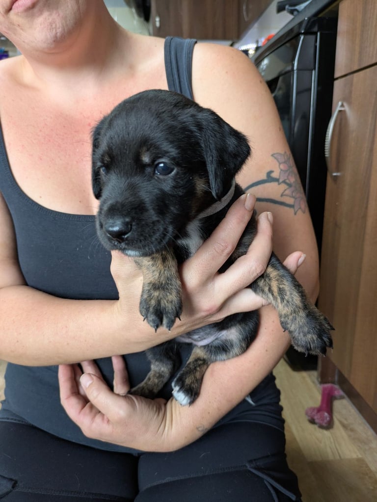 8 Springer, jack X staffy,whippet,saluki,bull greyhound puppies 