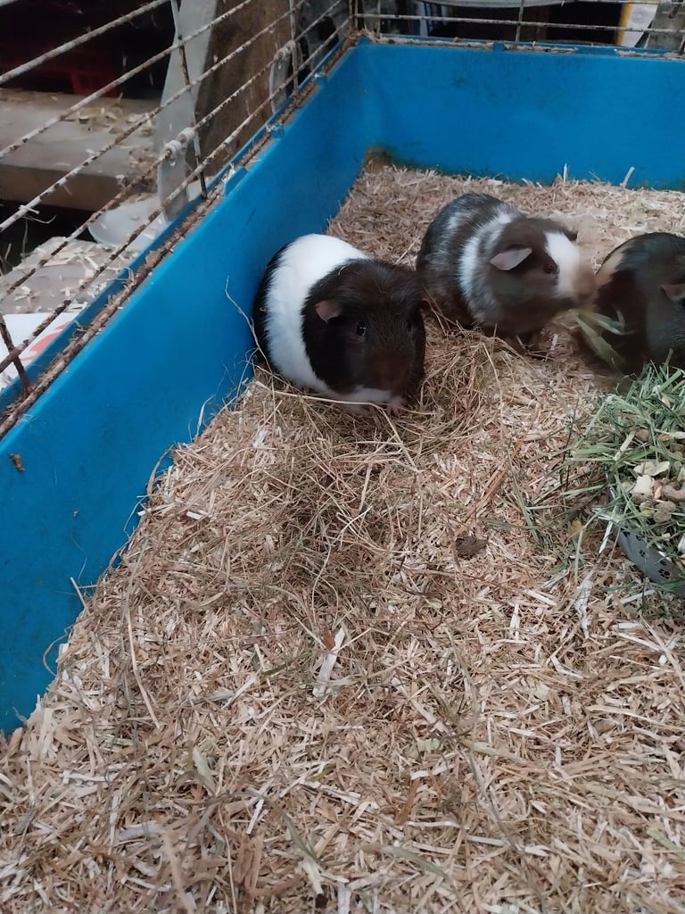Baby guinea pigs ready to go