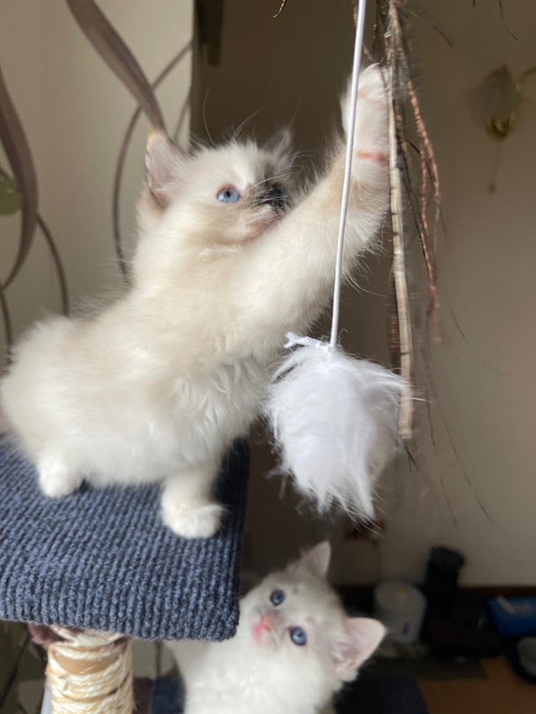 Ragdoll Kittens pedigree purebred 
