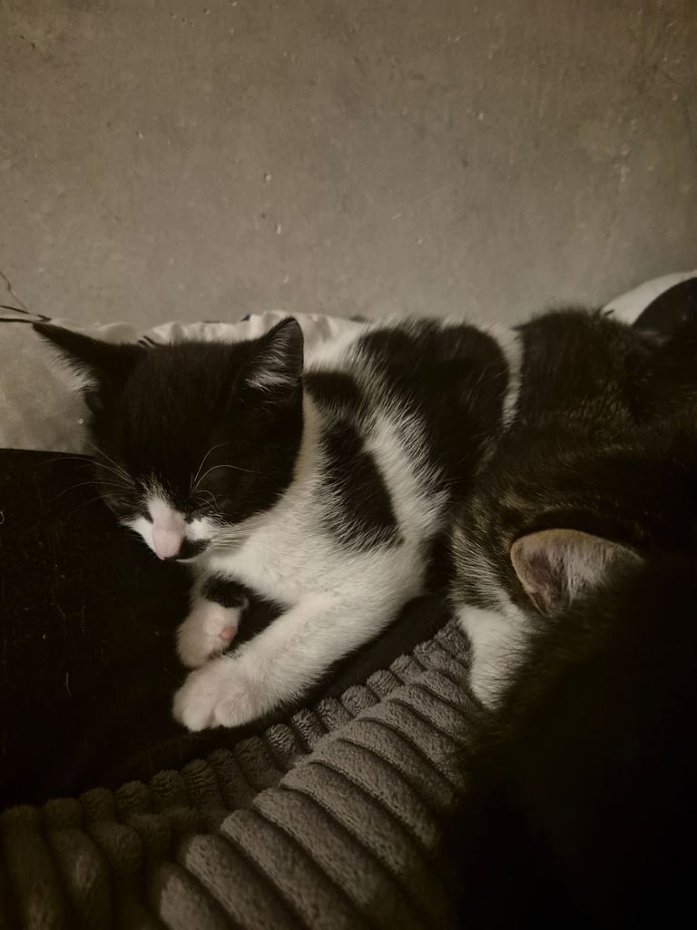 Beautiful kittens ready to go