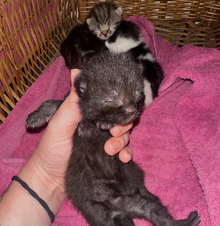 Kittens looking for forever homes 