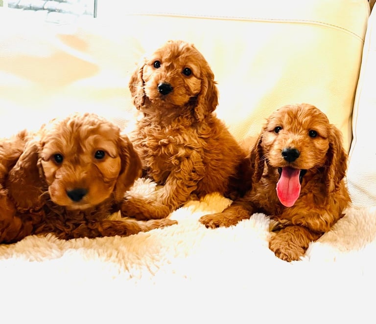 🐾 F1 Cockapoo Puppies – Ready Now for Loving Homes 🐾