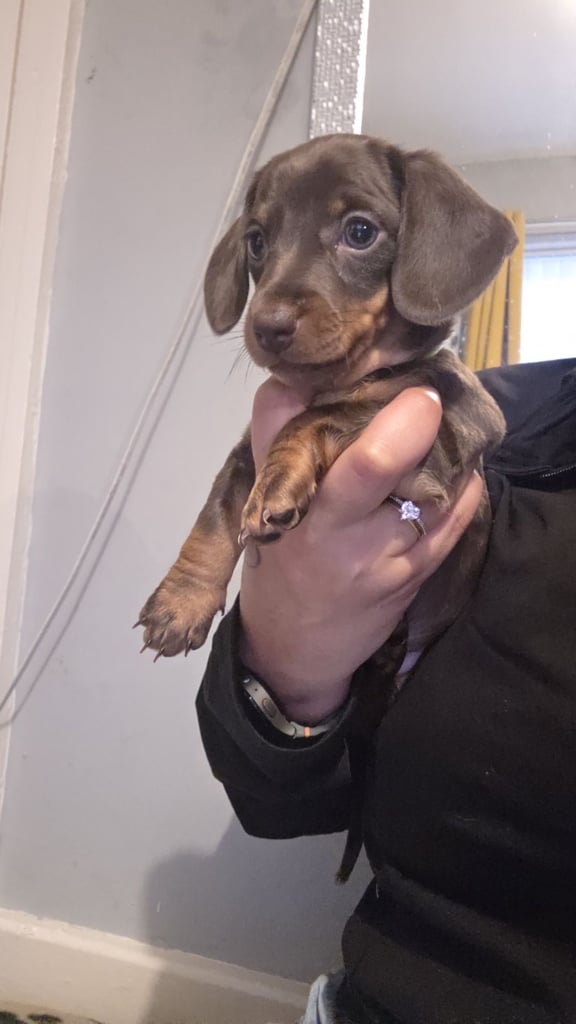 Miniature Dachshund 