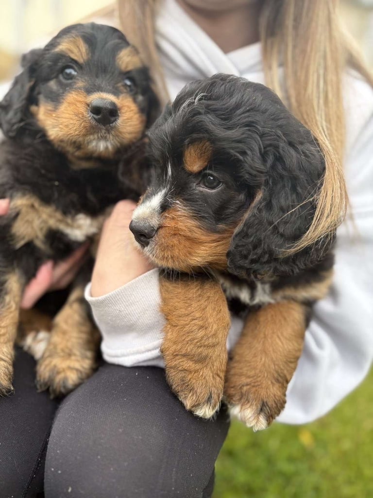 Bernedoodle pups