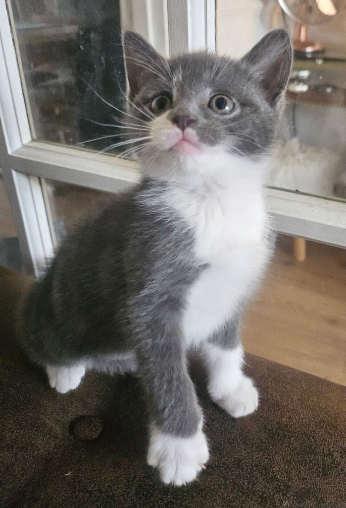 Beautiful British Short haired mixed breed kittens 