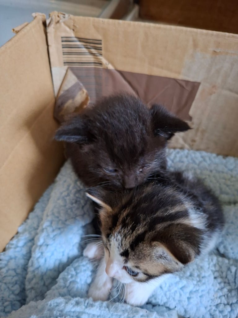 Beautiful Kittens for Sale 