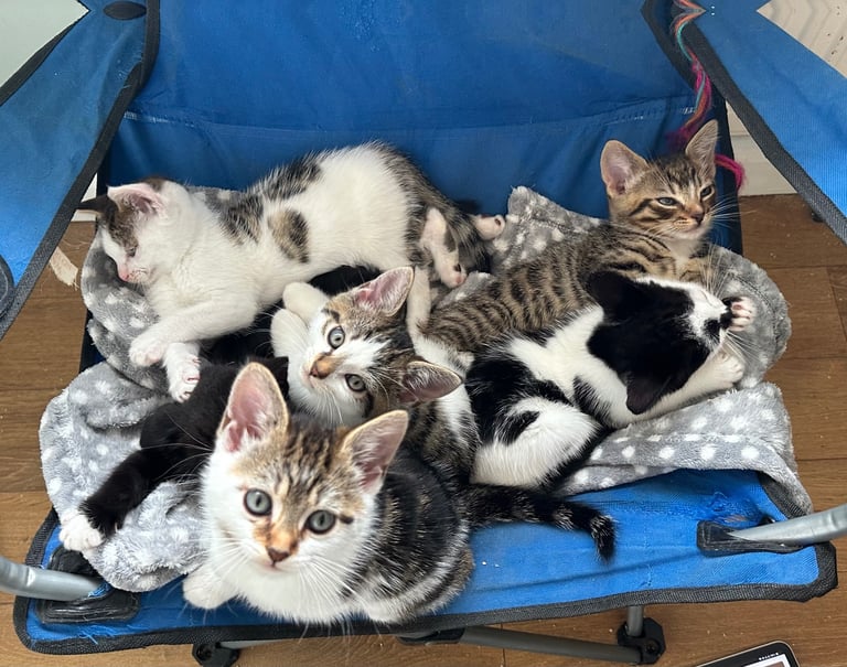 Kittens for sale[READY TO LEAVE]