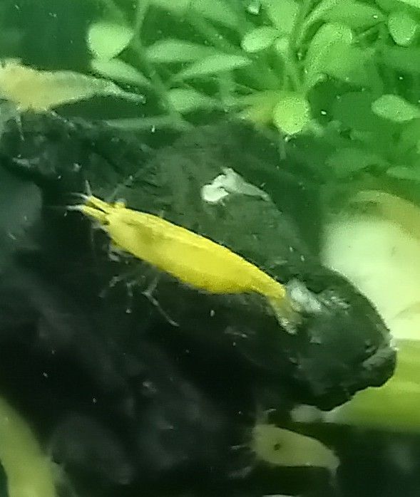 Yellow goldback shrimp