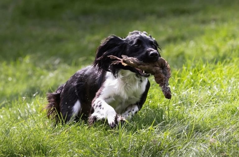 English Springer Spaniels