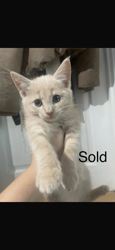 Gorgeous female kittens looking for their forever home 