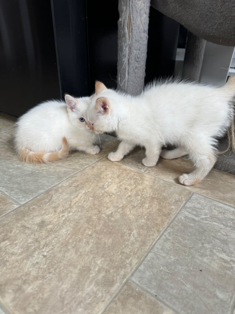 Flame point shorthair kittens 