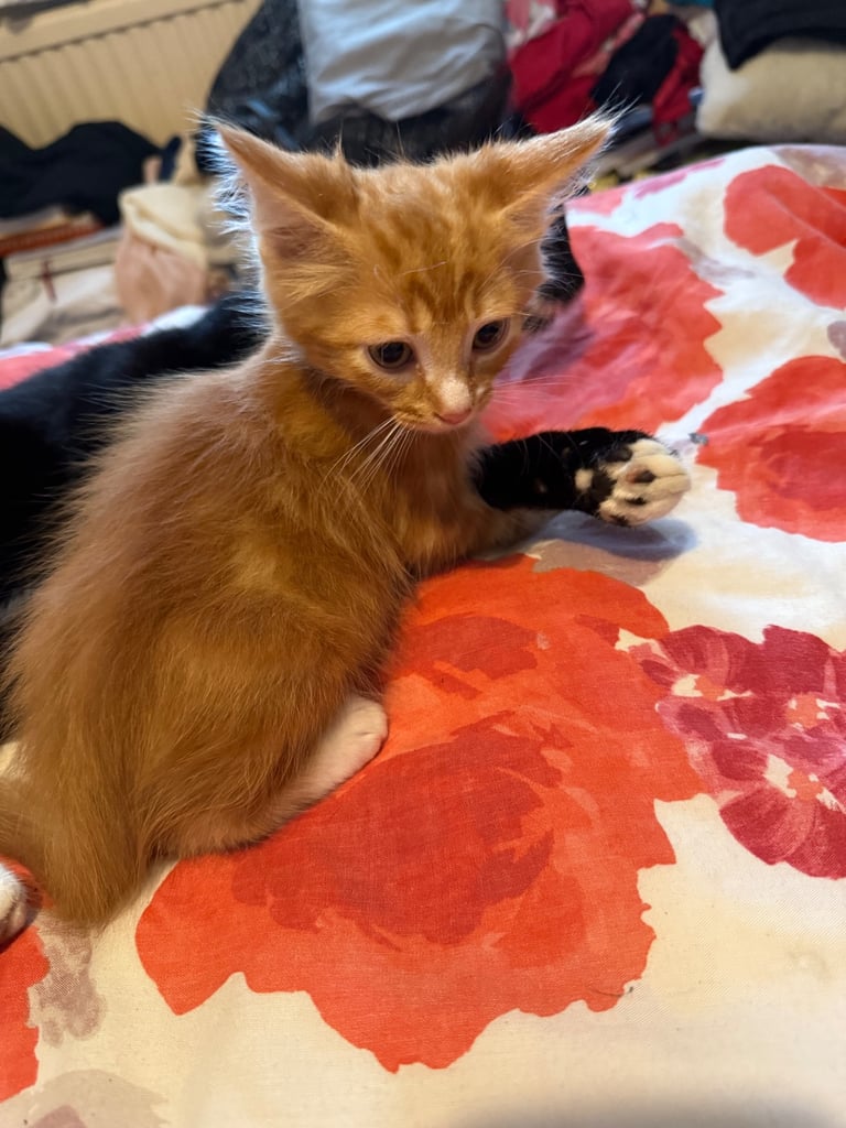 image for Kittens