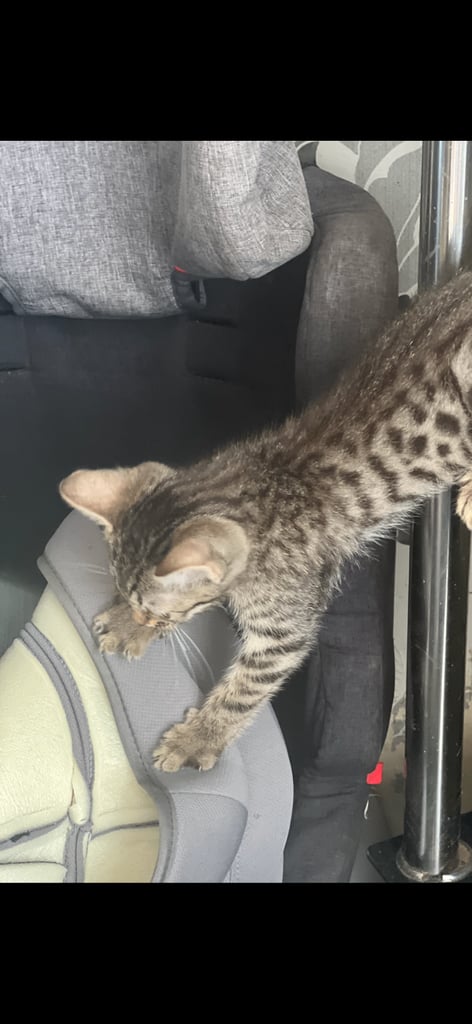 Half bengle kittens 
