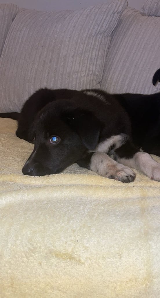 Collie X lab 