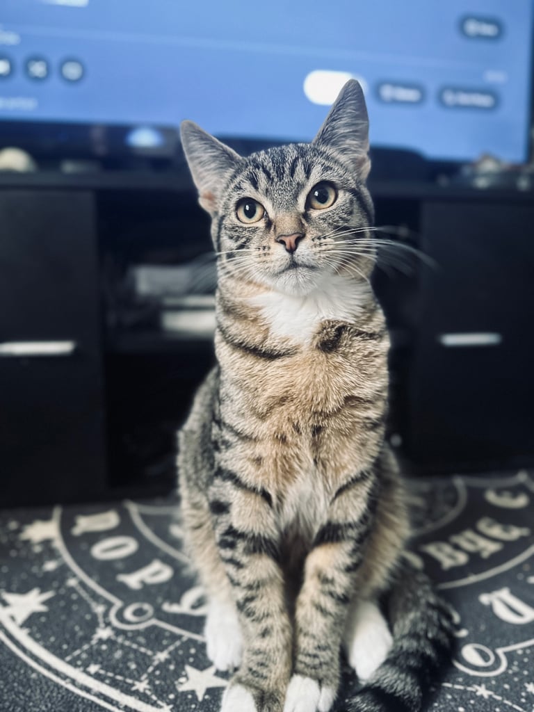 Male Cat ( check other ad )