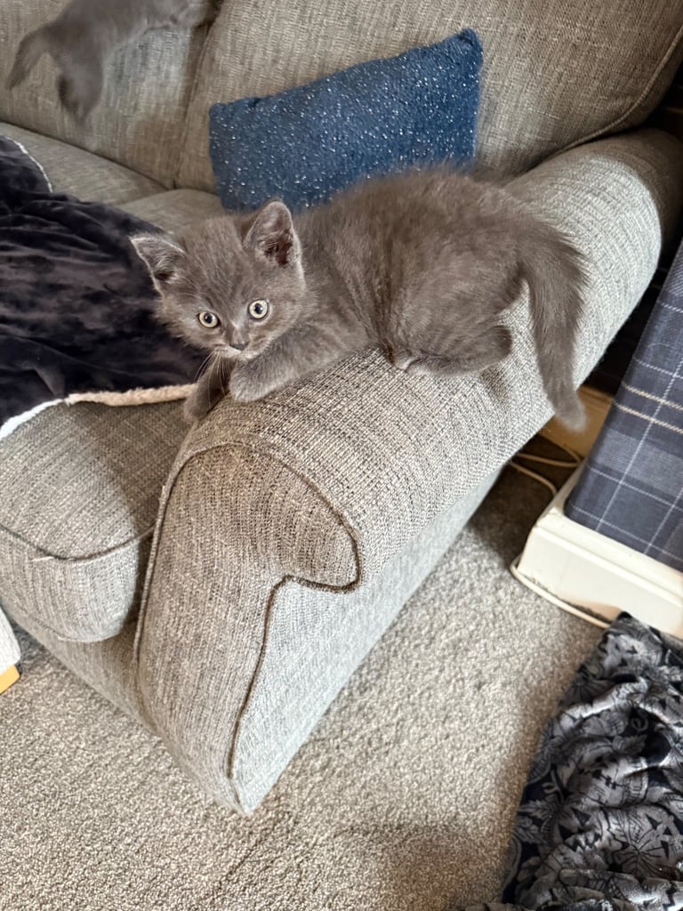 Ragdoll x British shorthair mix kitten 
