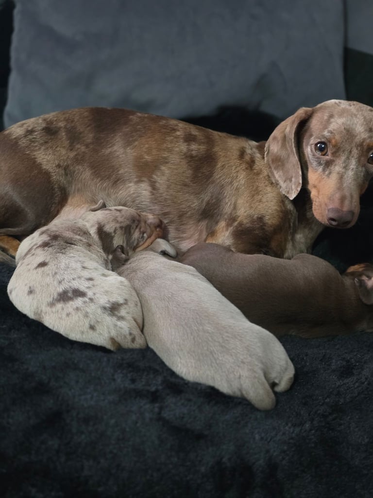 Perfect puppys 