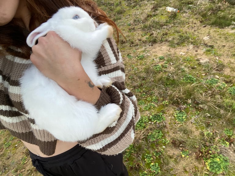 The lion head cross lop