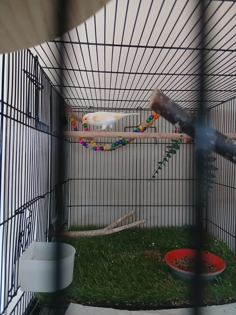 Male canary